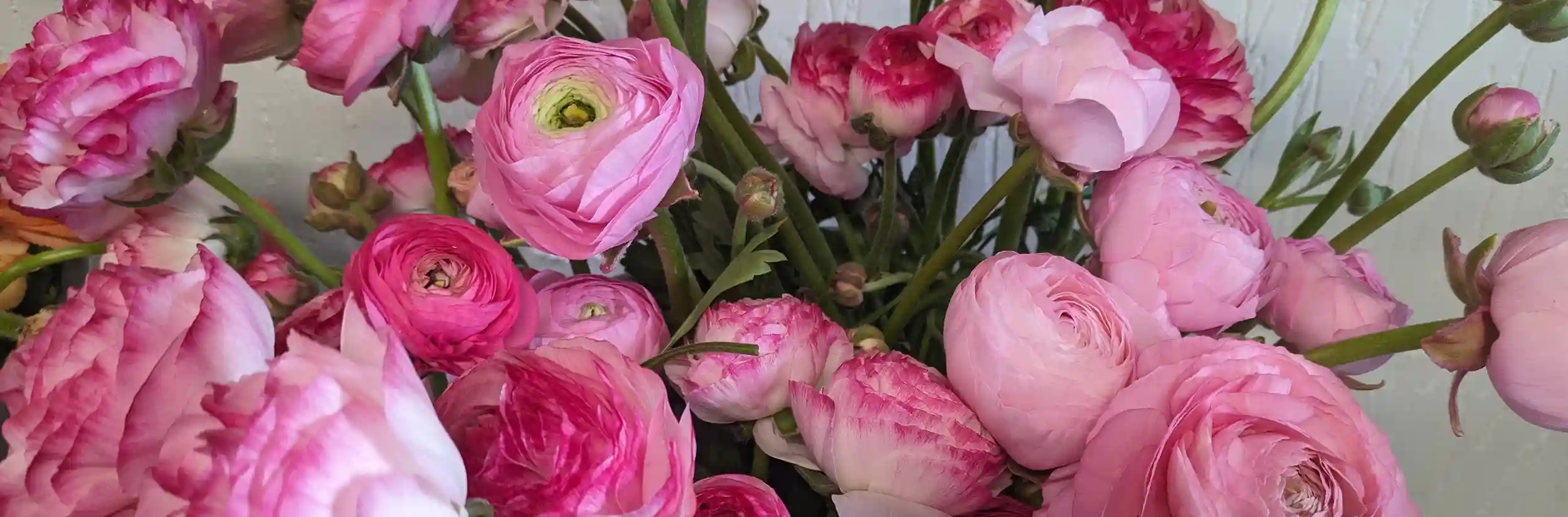 Flower Wholesalers Staffordshire